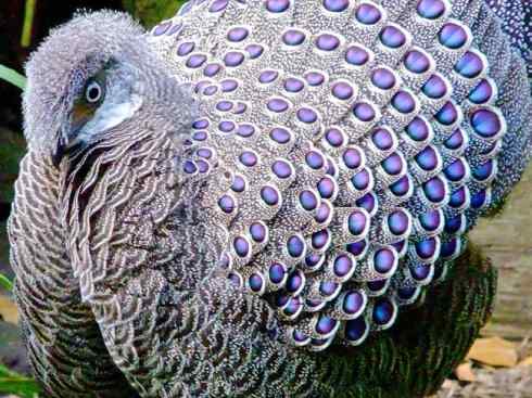 凤凰：传说中的鸟原型探秘（孔雀雉）