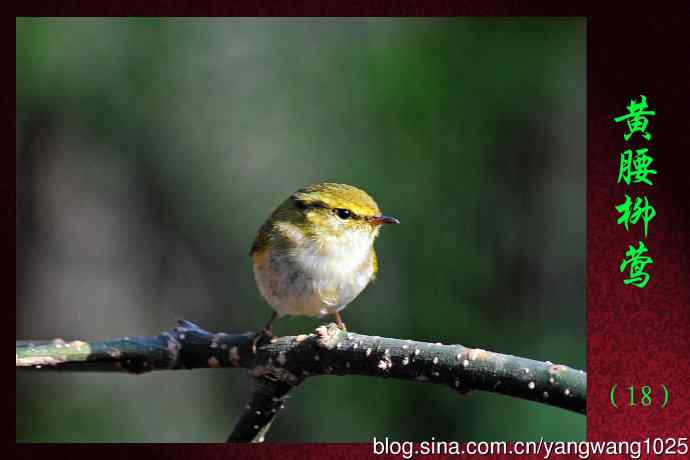 北京天坛公园的鸟类——黄腰柳莺（18）