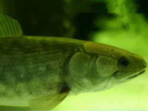 鱼类活化石：弓鳍鱼