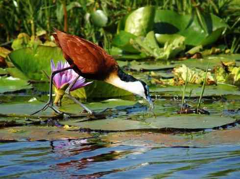 奇特的盔：非洲雉鸻