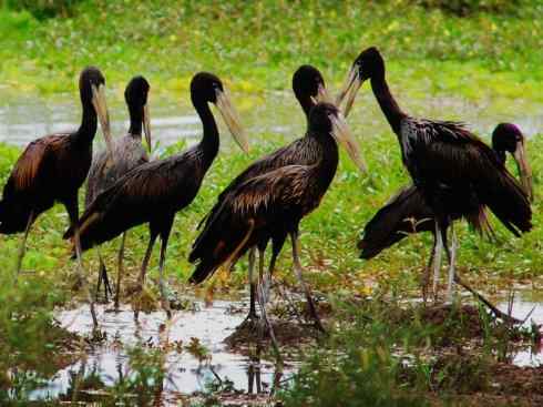 猎奇：奇特的鸟喙之六