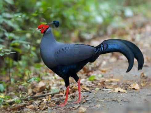 凤凰：传说中的鸟原型探秘（鹇）