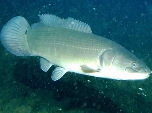 鱼类活化石：弓鳍鱼