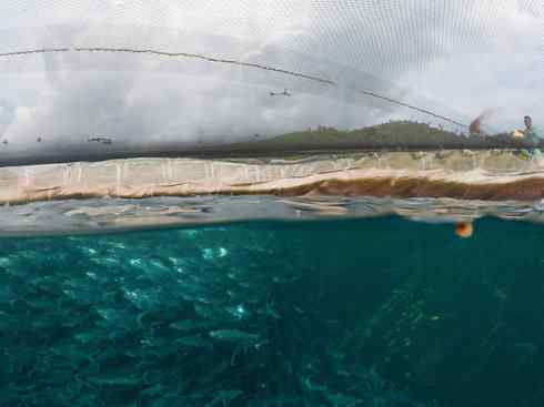 鱼类活化石：虱目鱼