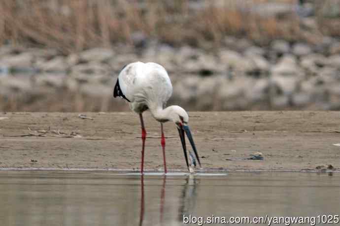 鲜活的鲫鱼,美味的早餐(东方白鹳进食记实) 鲜活的鲫鱼,美味的早餐(东方白鹳进食记实)