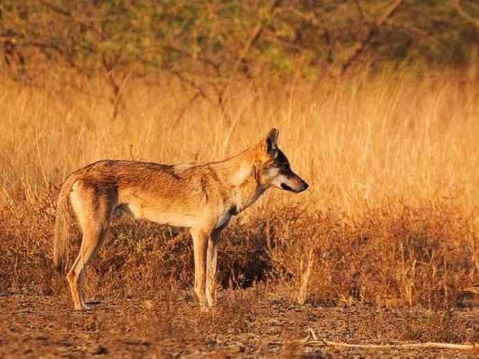 犬科：犬亚科犬属之灰狼