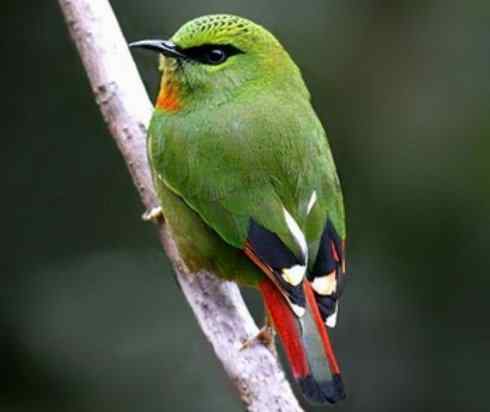 美丽无罪：雀鸟之绿鹛