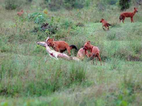 狈：传说的兽原型探秘（豺）
