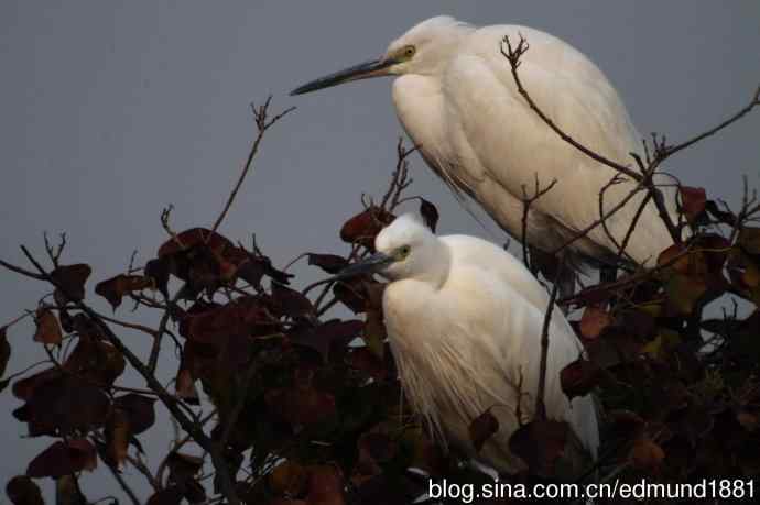 轻便的1000mm-3000mm的穷人大炮 轻便的1000mm-3000mm的穷人大炮