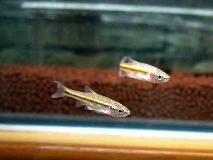 鱼类活化石：虱目鱼