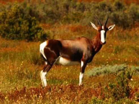 自然奇观：动物大迁徙(非洲大迁徙)