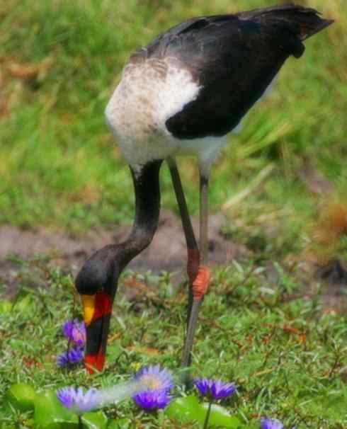 猎奇：奇特的鸟喙之六