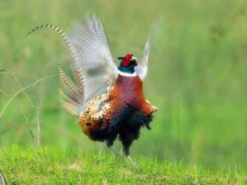 家禽驯化之源之五（环颈雉、鹌鹑、褐马鸡）