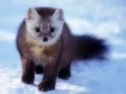 十大喜食蜂蜜动物：黄喉貂