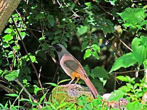 家禽驯化之源之十六