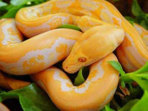 龙：传说的兽原型探秘（蟒蛇类）