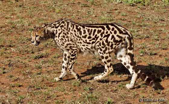 不同寻常的猎豹--王猎豹