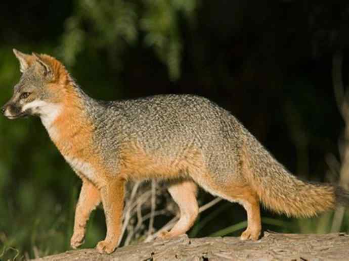 犬科：狐亚科灰狐属之灰狐、岛屿灰狐