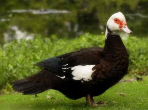 家禽驯化之源之二