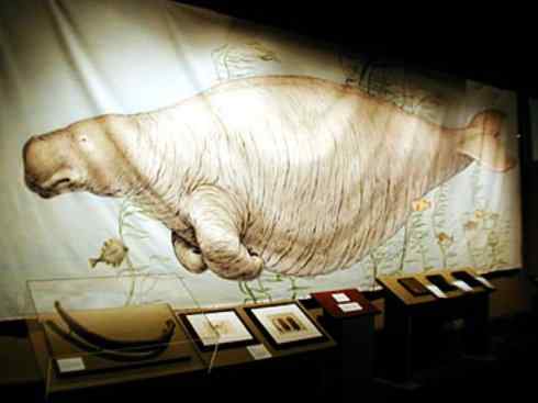 美人鱼：传说的兽原型探秘（儒艮）