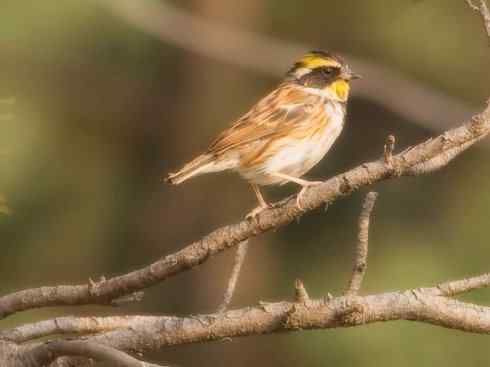 家禽驯化之源之十八