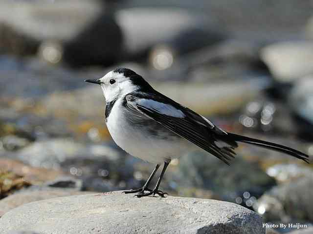 猎艳(红尾水鸲与白顶溪鸲) 猎艳(红尾水鸲与白顶溪鸲)
