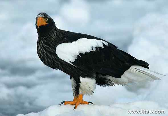 国家一级保护鸟类第2辑