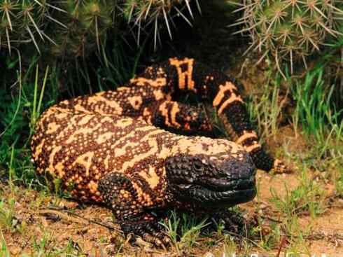 自然奇观：动物大迁徙(绿鬣蜥）