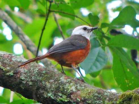 白头鸟系列：另类的美丽