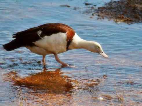 白头鸟系列:另类的美丽9 白头鸟系列:另类的美丽9