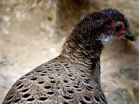 凤凰：传说中的鸟原型探秘（孔雀雉）