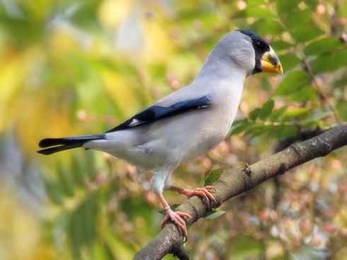 猎奇：奇特的鸟喙之三