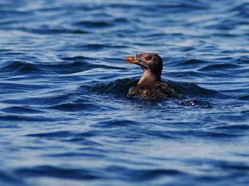 奇特的盔：角嘴海雀