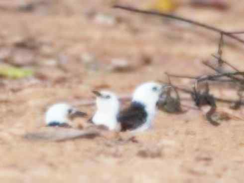 白头鸟系列：另类的美丽3