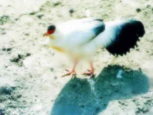 家禽驯化之源之五