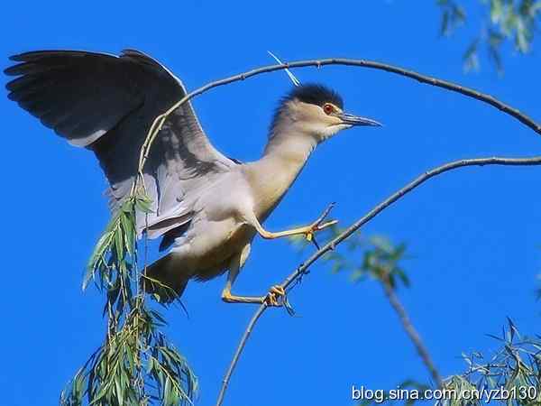 祝贺博友们五一劳动节快乐！