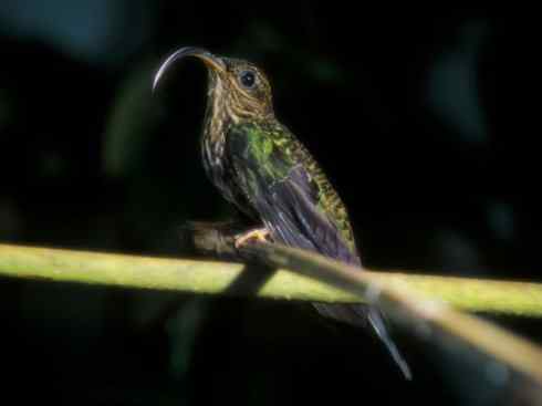 猎奇：奇特的鸟喙之九