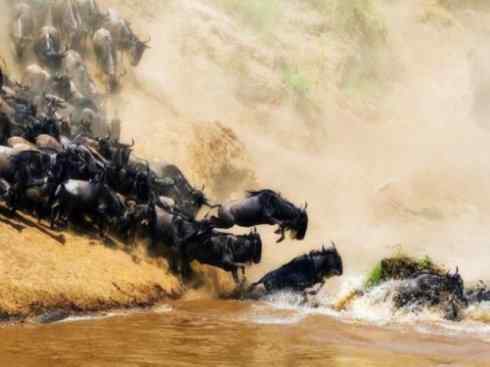 自然奇观：动物大迁徙(非洲大迁徙)