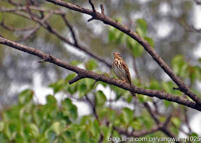 只见一面的鸟儿