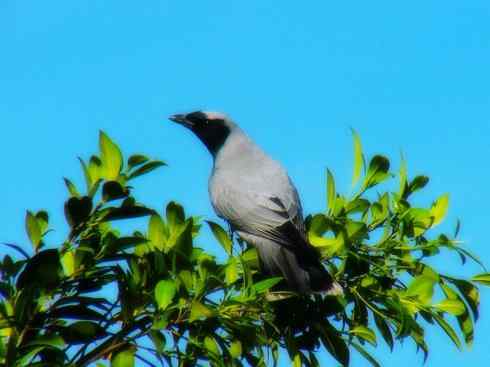 美丽无罪：雀鸟之山椒鸟
