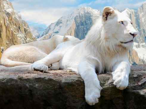 白虎：传说的兽原型探秘（孟加拉虎）