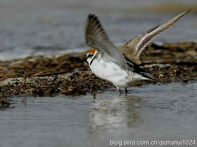 野鸭湖新拍小鸟.环颈鸻