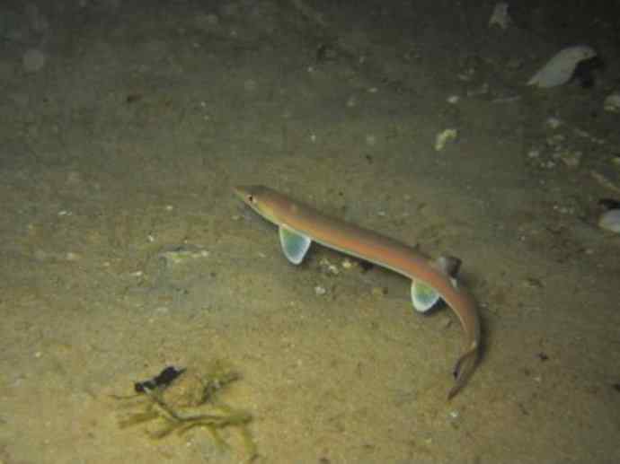 鱼类活化石：虱目鱼