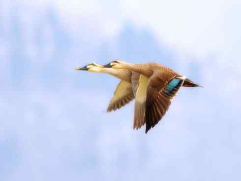 绿头鸭、斑嘴鸭、疣鼻栖鸭番鸭介绍