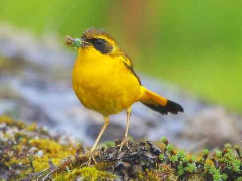 美丽无罪：雀鸟之林鸲