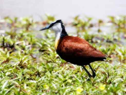 奇特的盔：非洲雉鸻