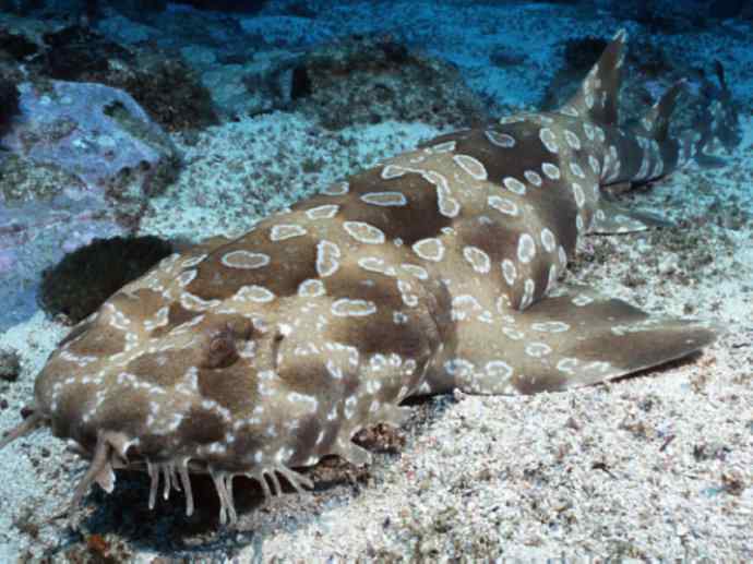 鱼类活化石：魔鬼鲨