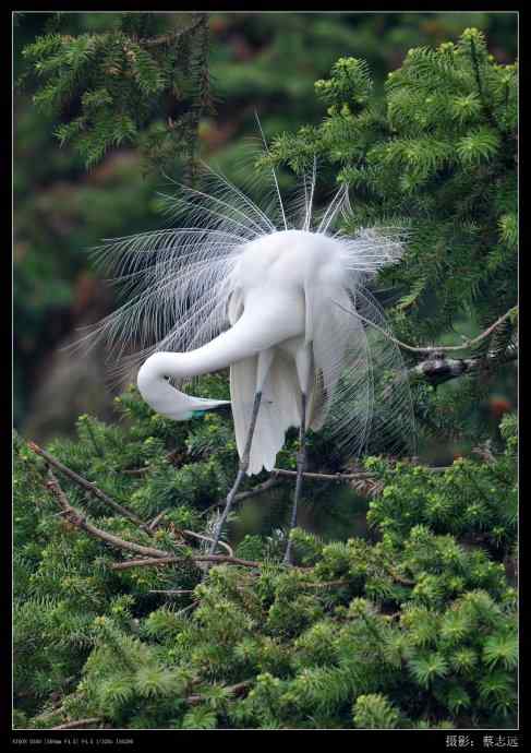 象山白鹭拍摄经验谈 象山白鹭拍摄经验谈