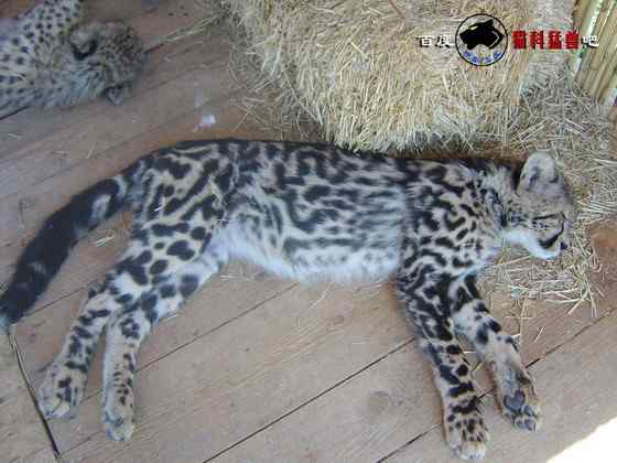 不同寻常的猎豹  王猎豹