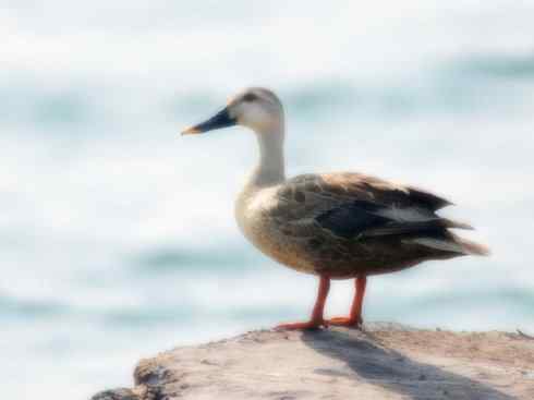 家禽驯化之源之二